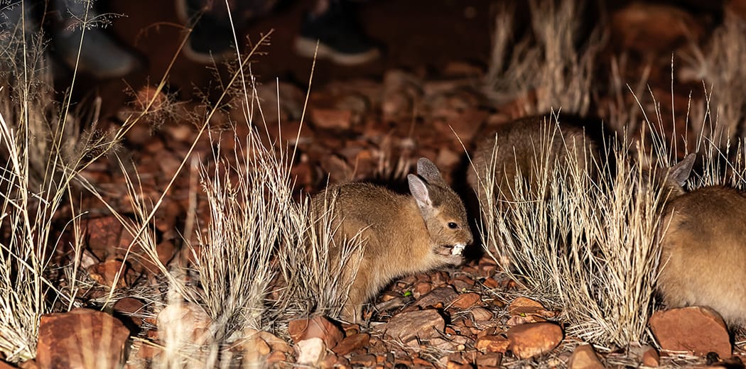 A small brown marsupial, possibly a bilby, is seen among dry grass and rocks at night, partially illuminated.