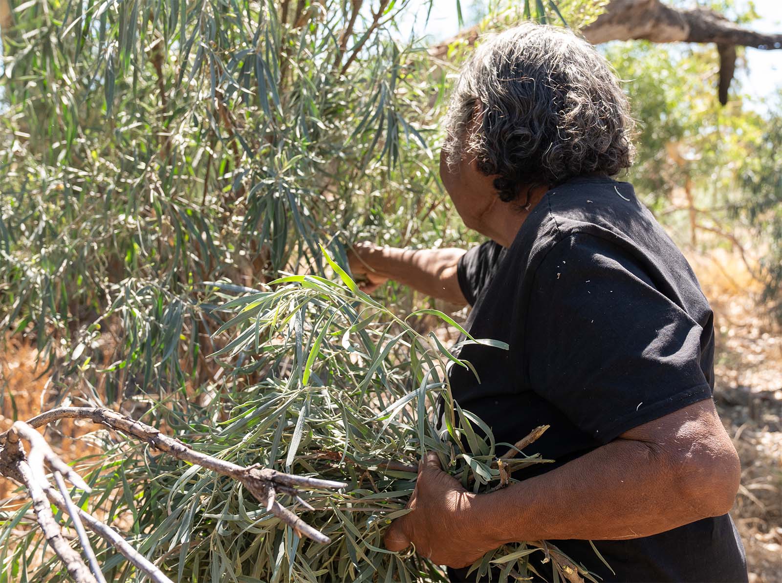 Woman picking leaves off tree
