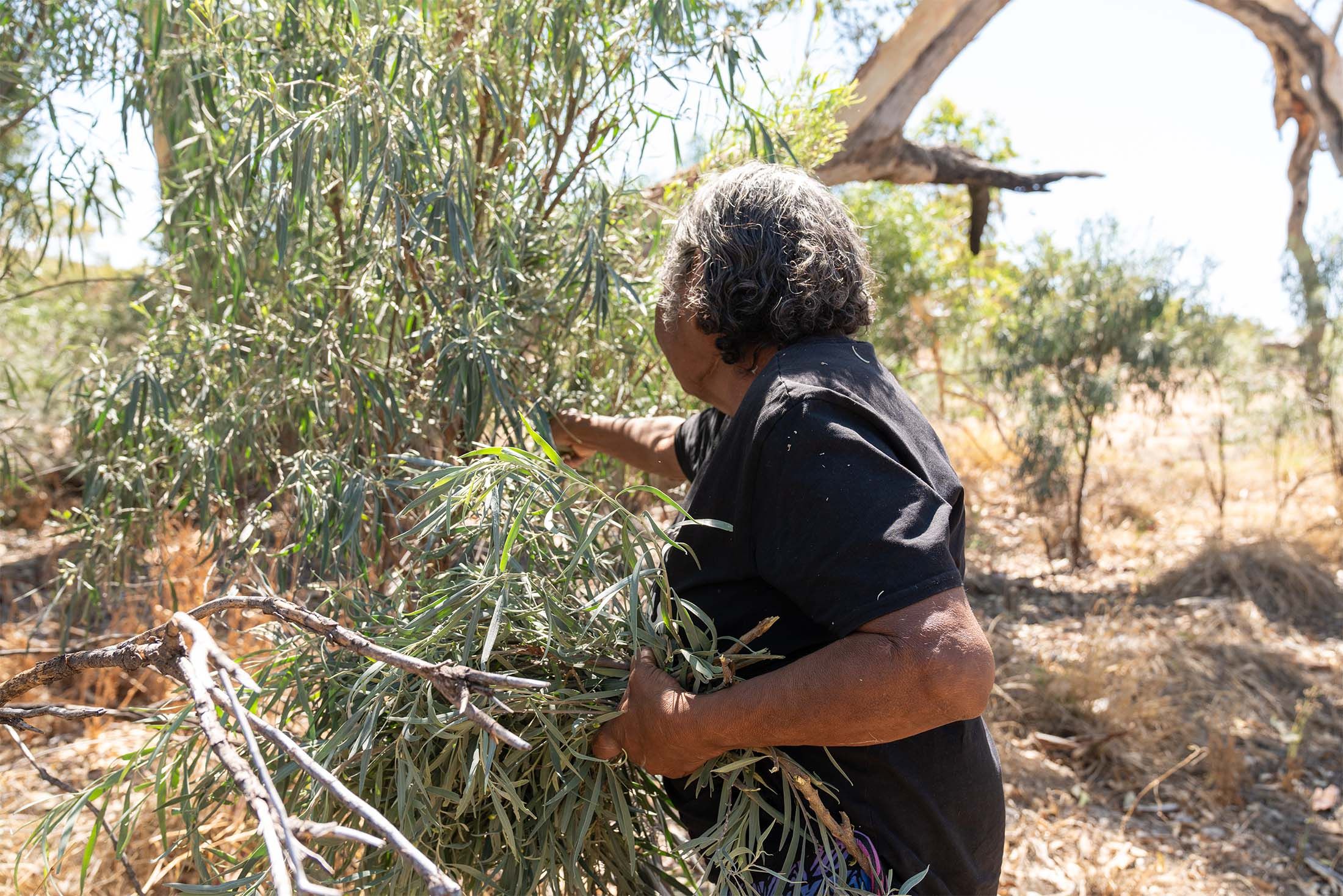 Woman picking leaves off tree